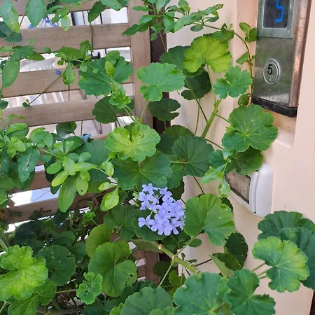 Lägenhet La Coccinella *